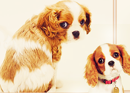 /kepek/upload/2012-05/animaldesign.png