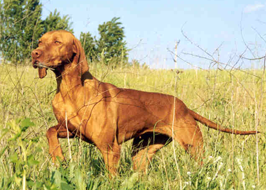 /kepek/upload/2012-05/justpets.png
