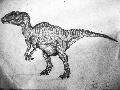 carcharadontosaurus