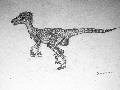 dromaeosaurus albertiensis