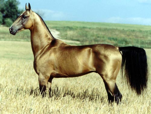 http://www.gportal.hu/portal/csinszya/image/akhal%20tekini.jpg