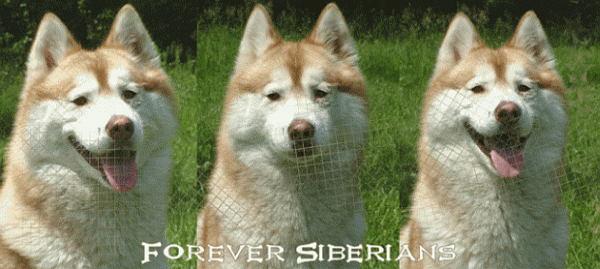 Forever Siberians' Homepage