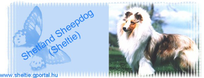 Shetland Sheepdog (Sheltie)